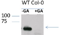 RGA | DELLA protein RGA in the group Antibodies Plant/Algal / Hormones / Biosynthesis/regulation at Agrisera AB (Antibodies for research) (AS11 1630)